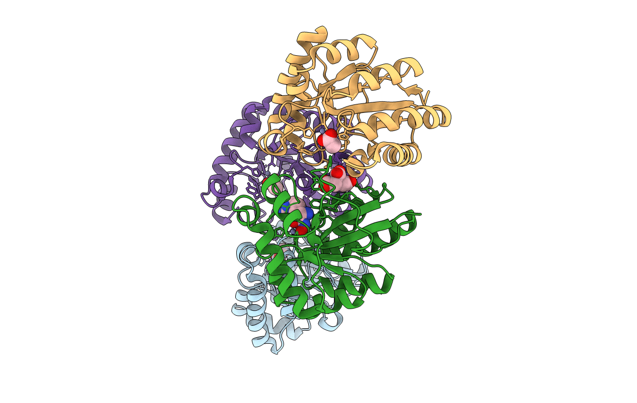 5NCD image