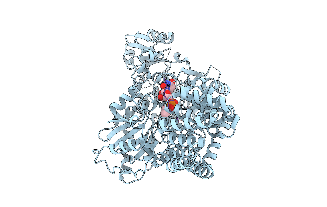 5NPS image