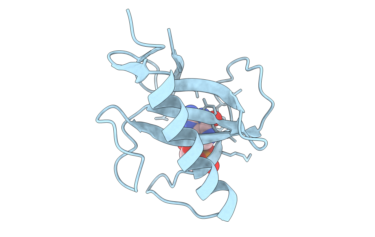 5RNT image