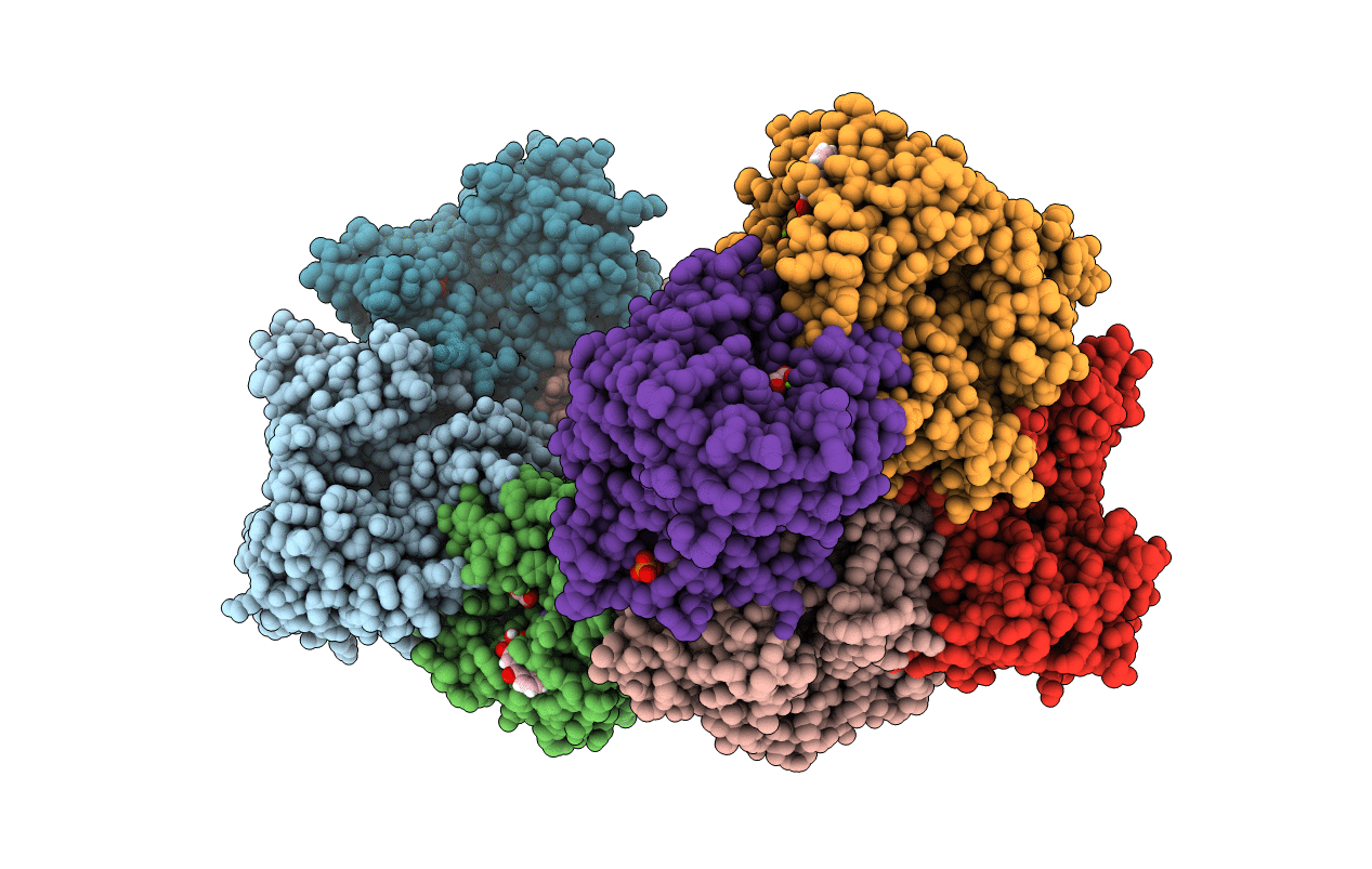 5SCD image