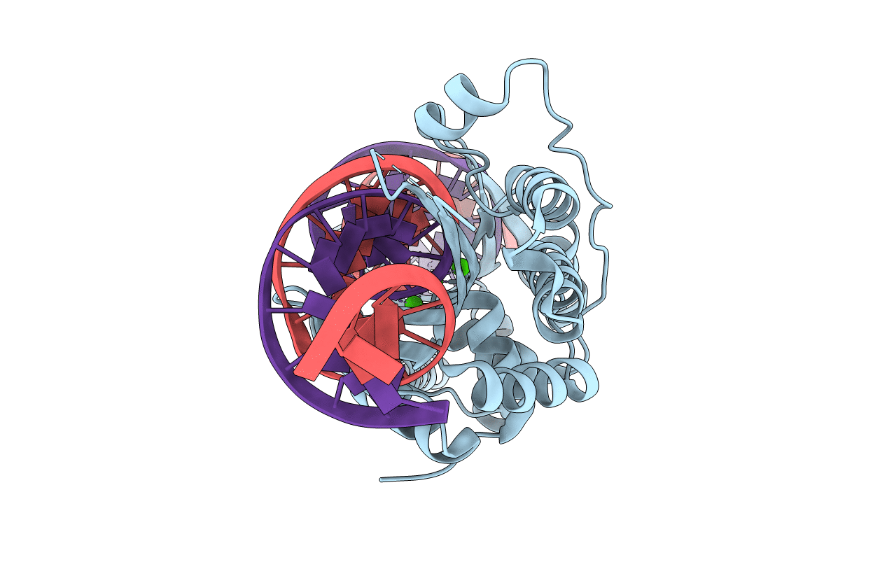 5T8D image