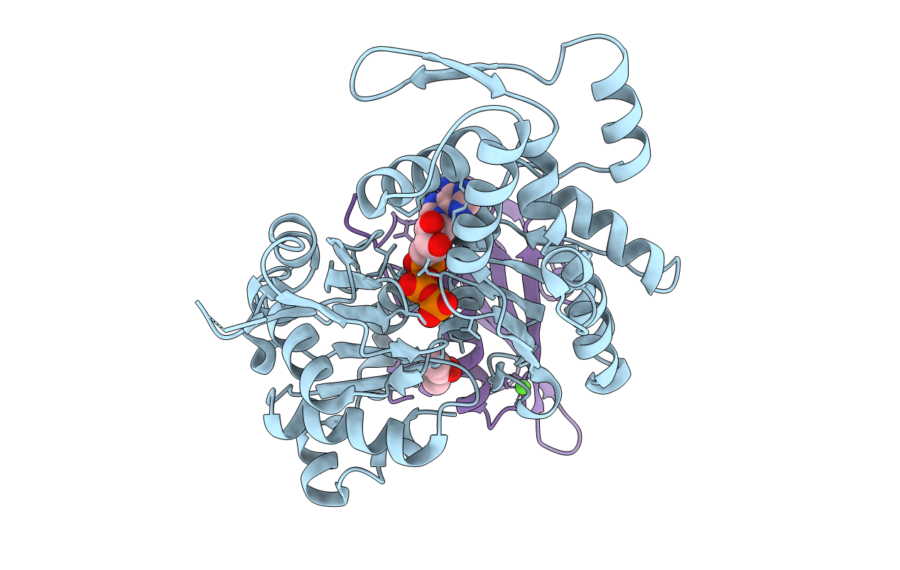 5UBO image