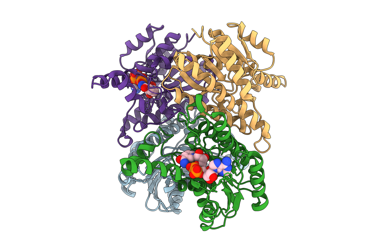 5YSS image