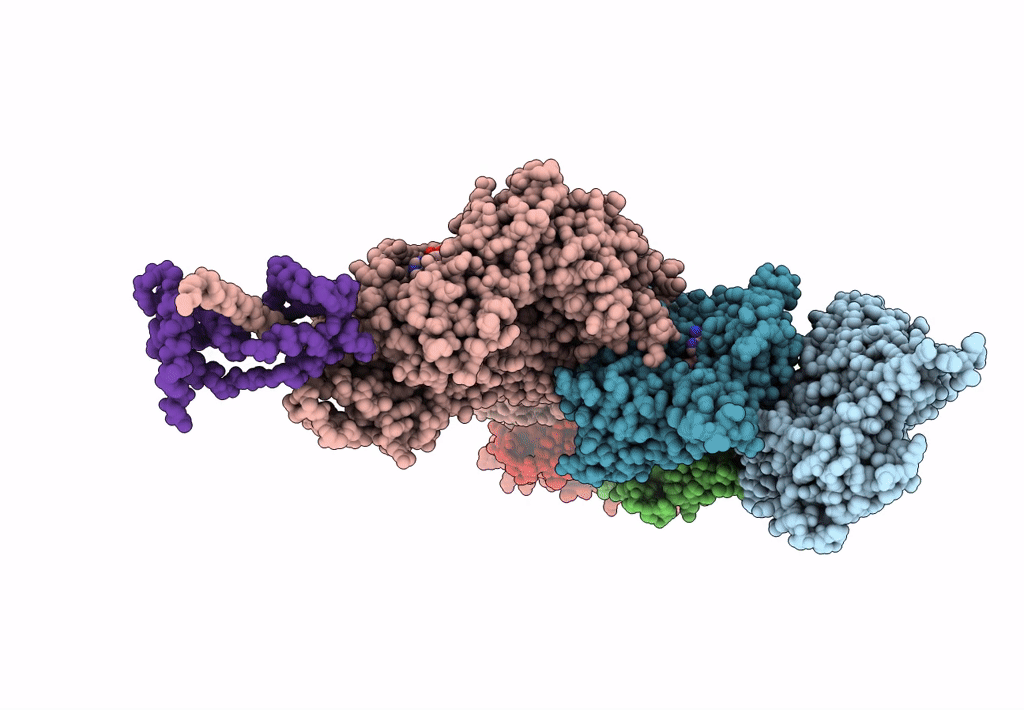 6C1D image