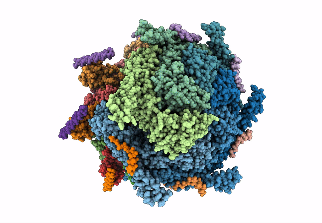 6E10 image