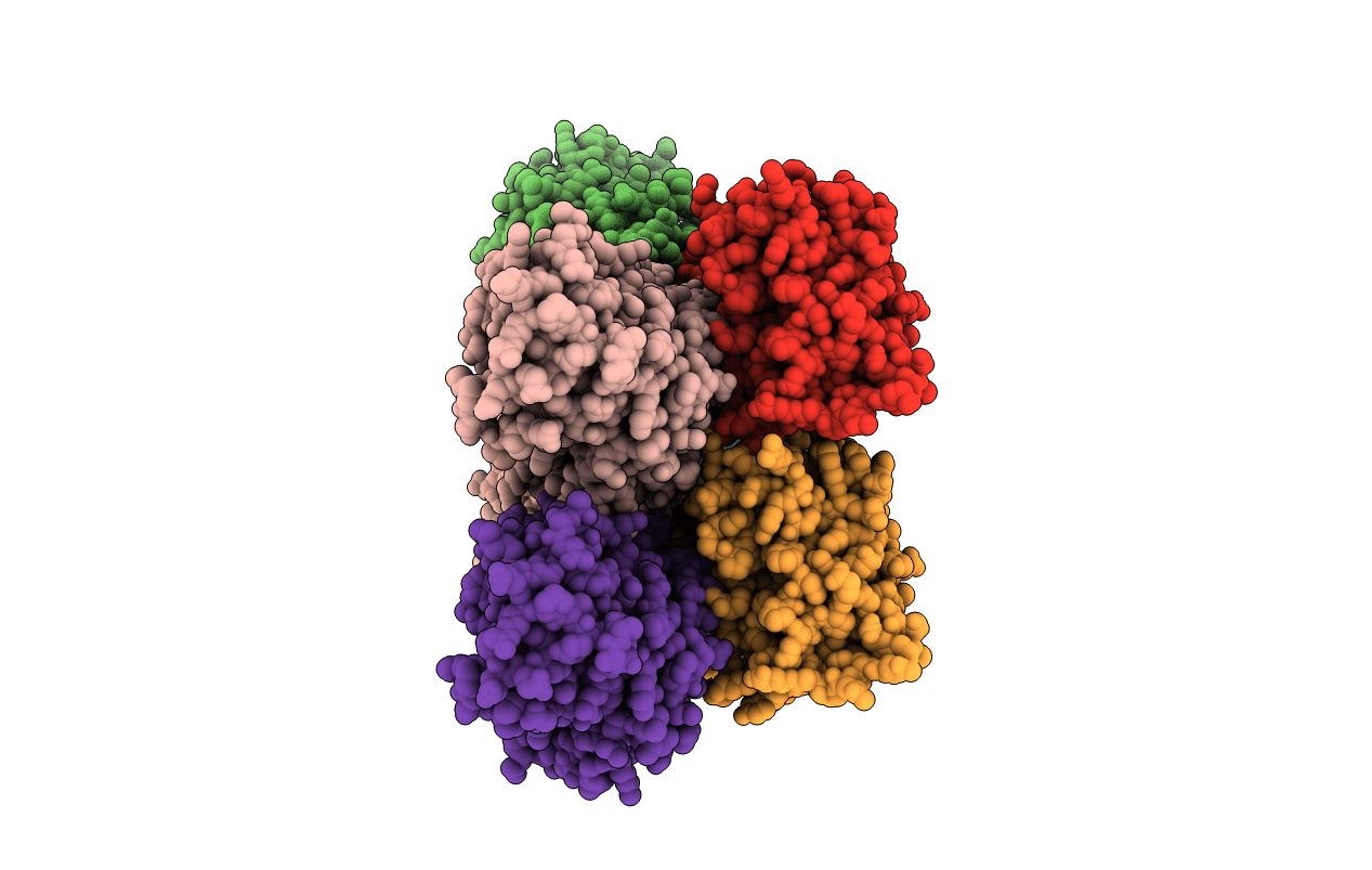 6E6E image