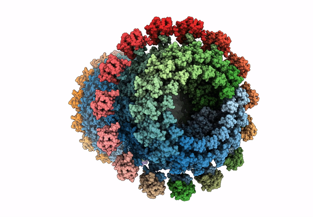 6HCG image