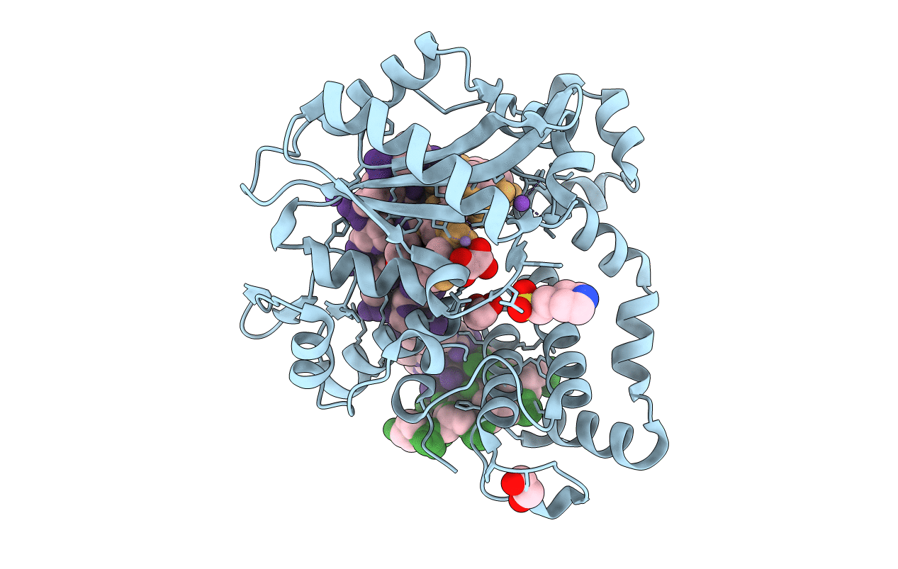 6IPD image