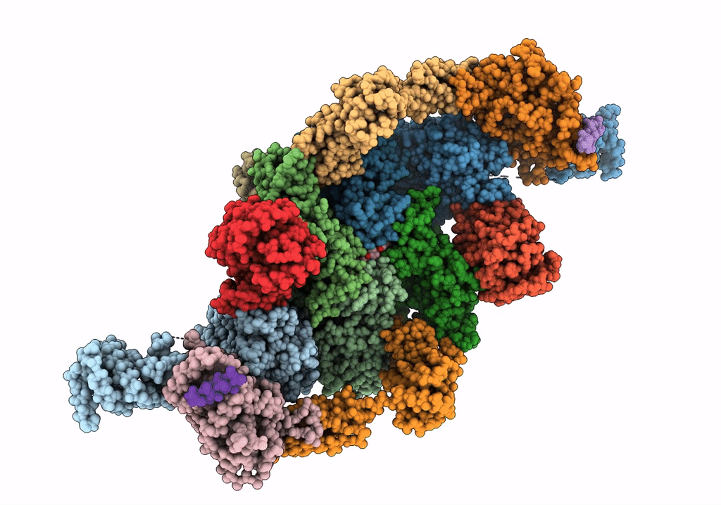 6O81 image