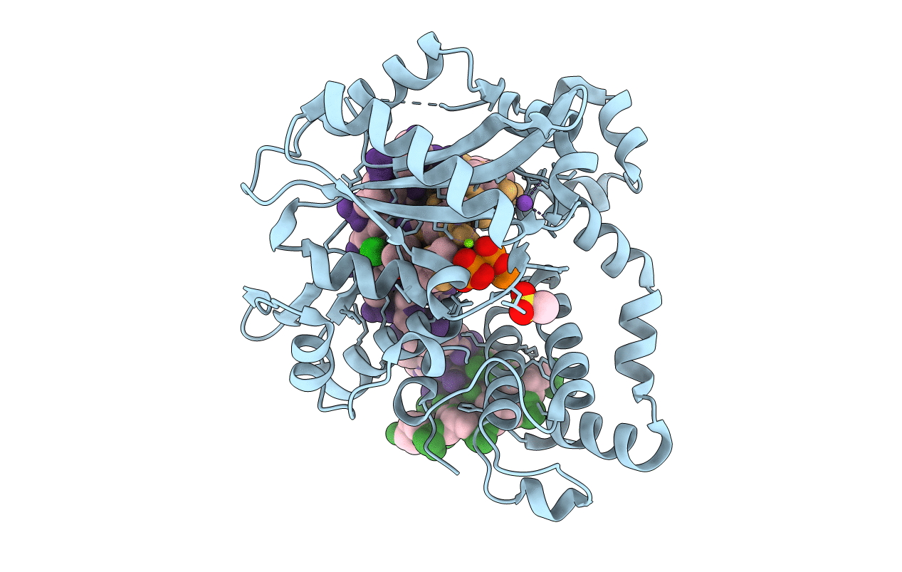6P1O image