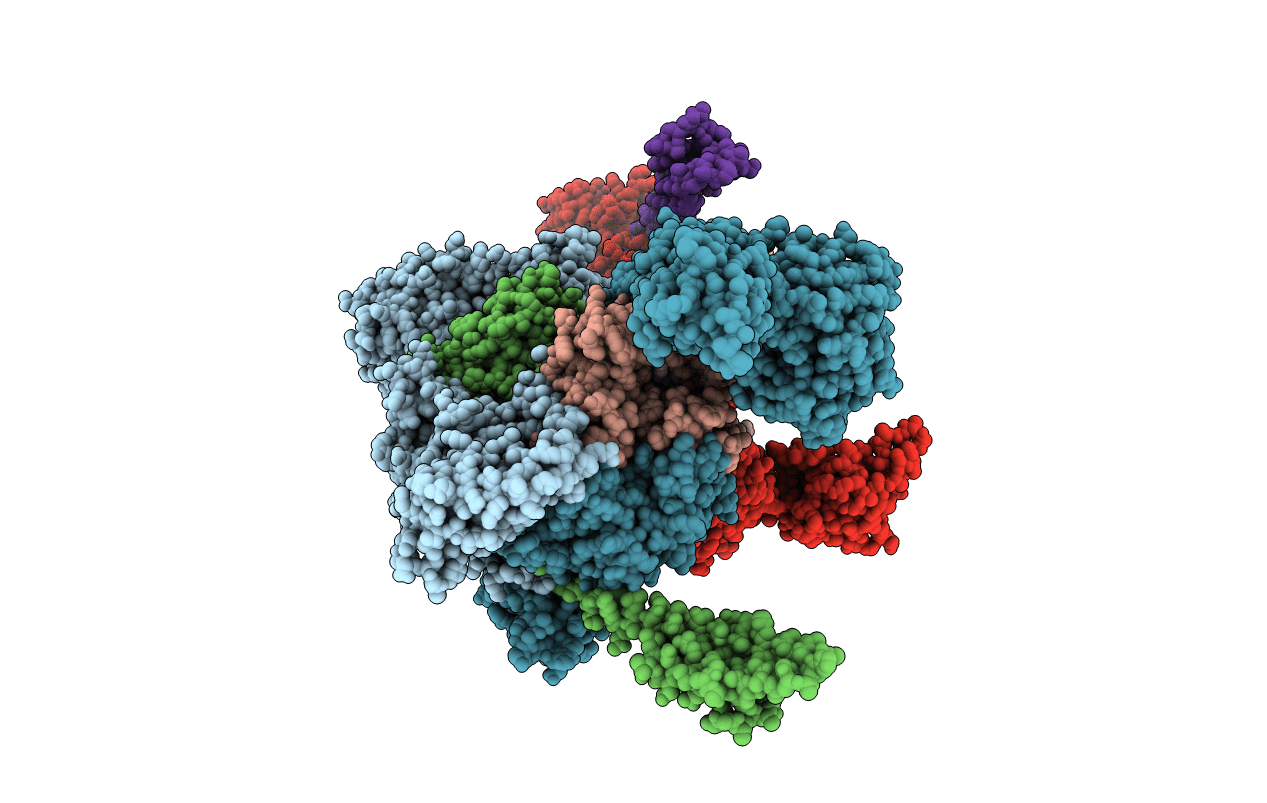 6P8T image