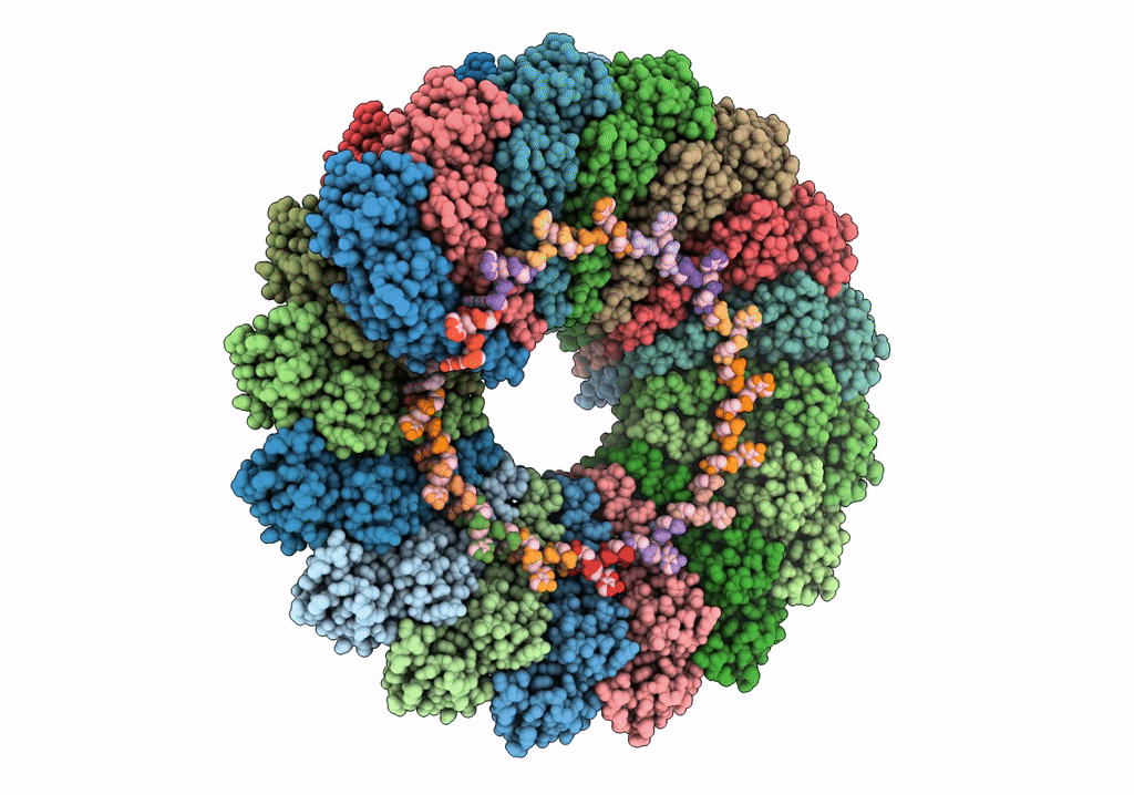 6RLP image