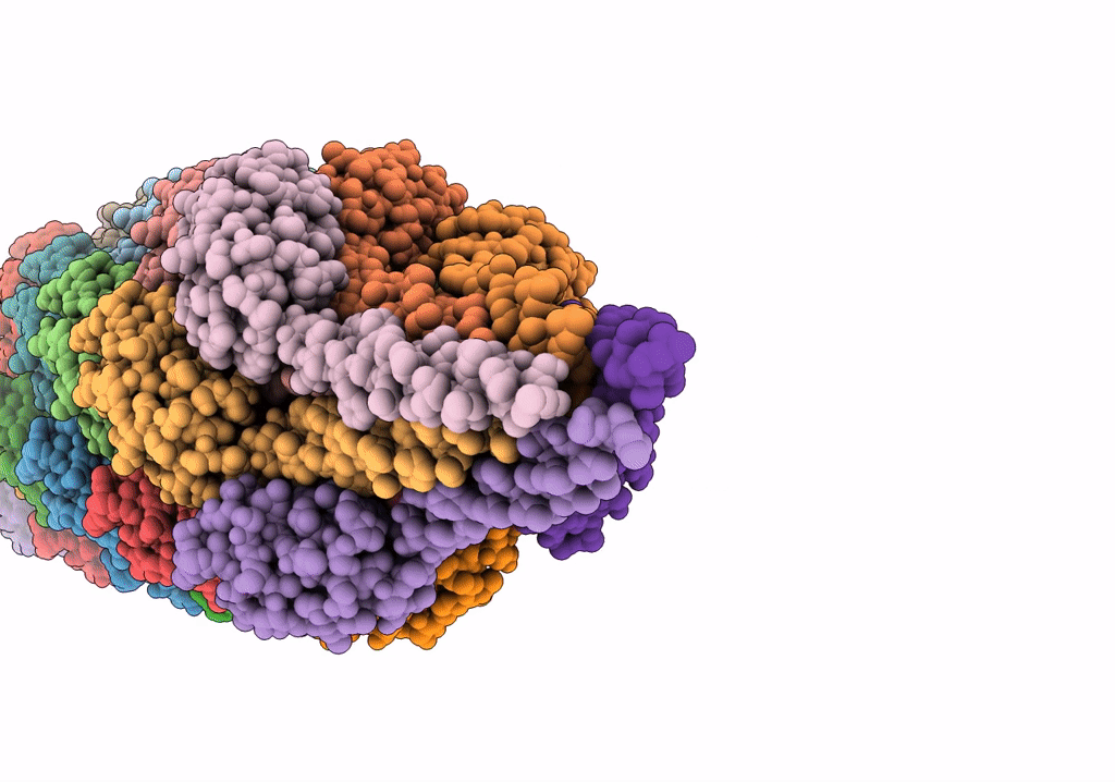 6W8X image