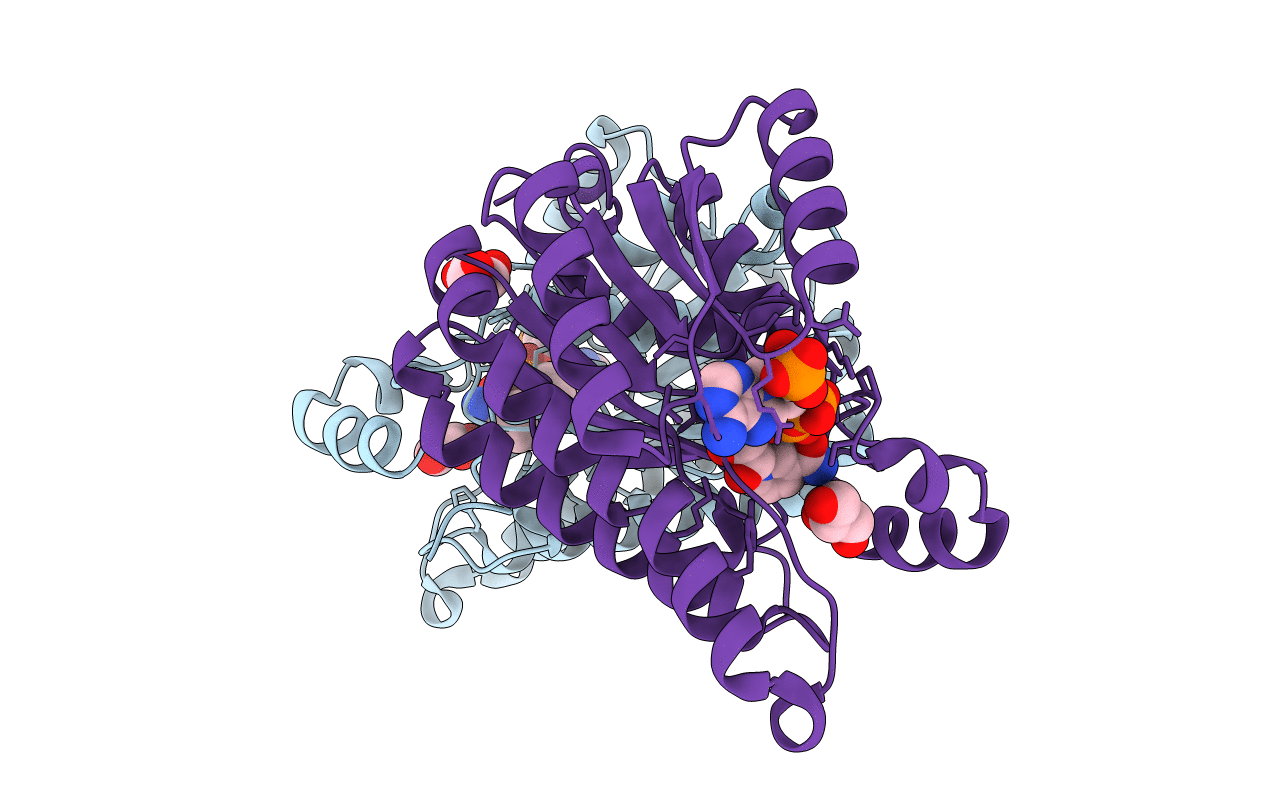 6Y4D image