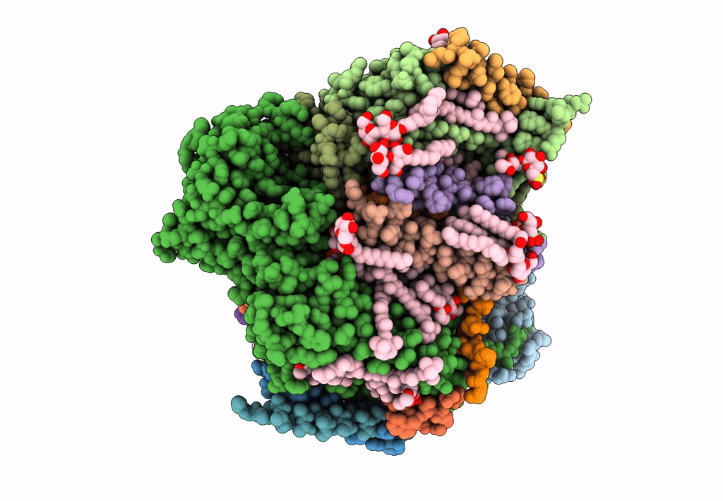 7DXA image