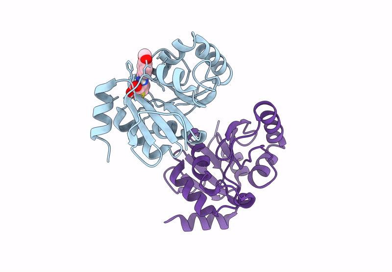 7HCG image