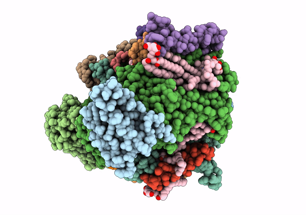 7NHP image