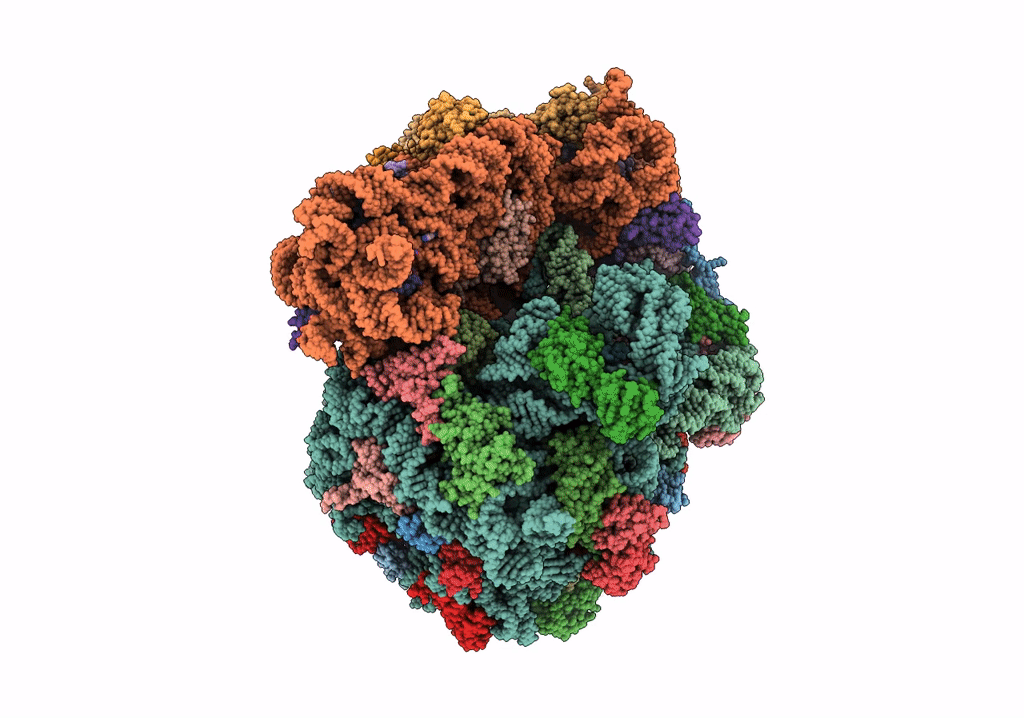 7P7T image