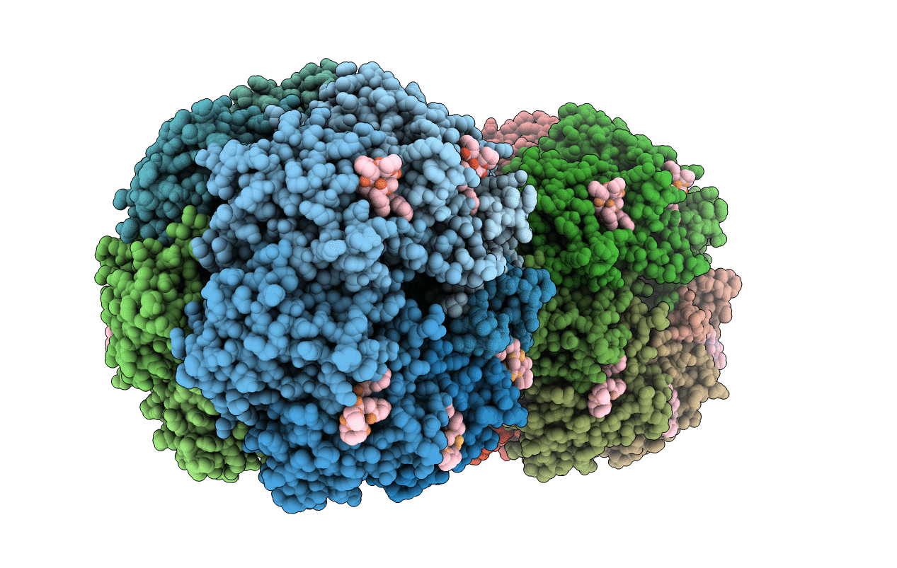 7P81 image