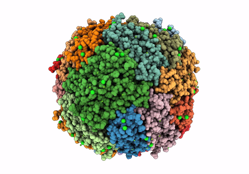 7PF1 image