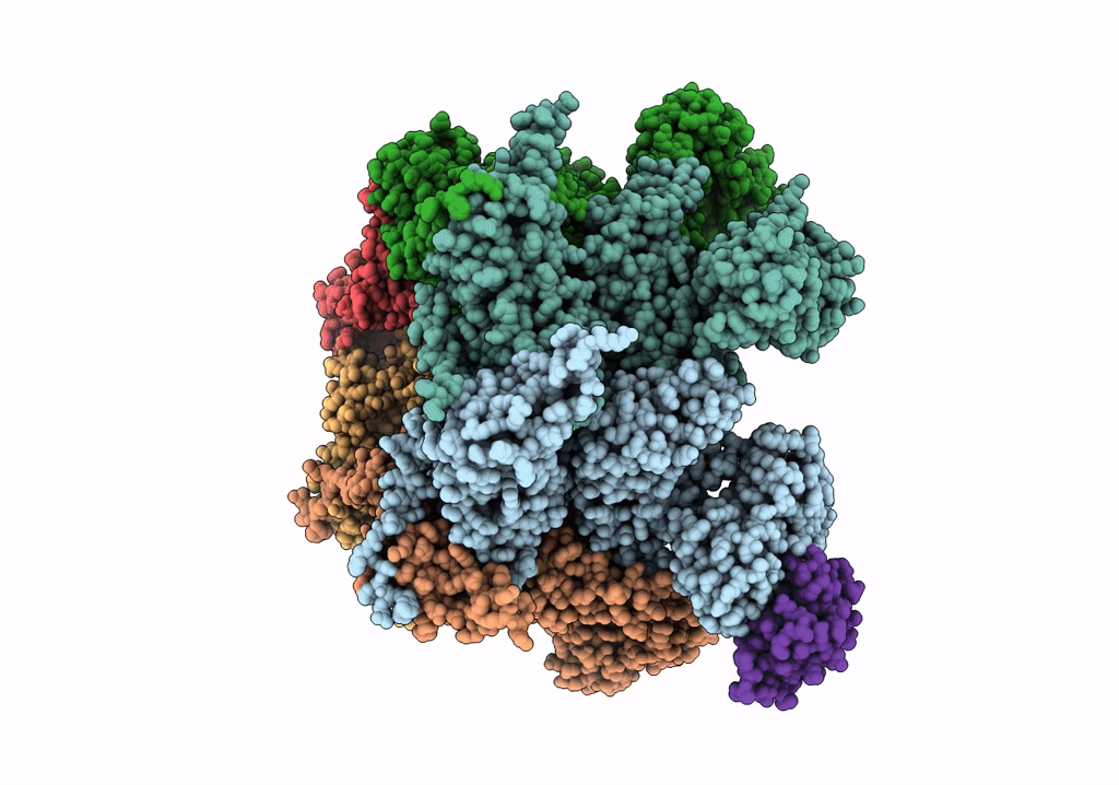 7R7T image