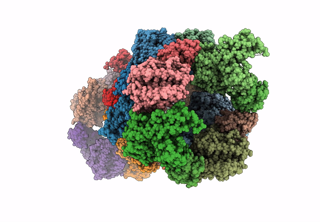 7STG image