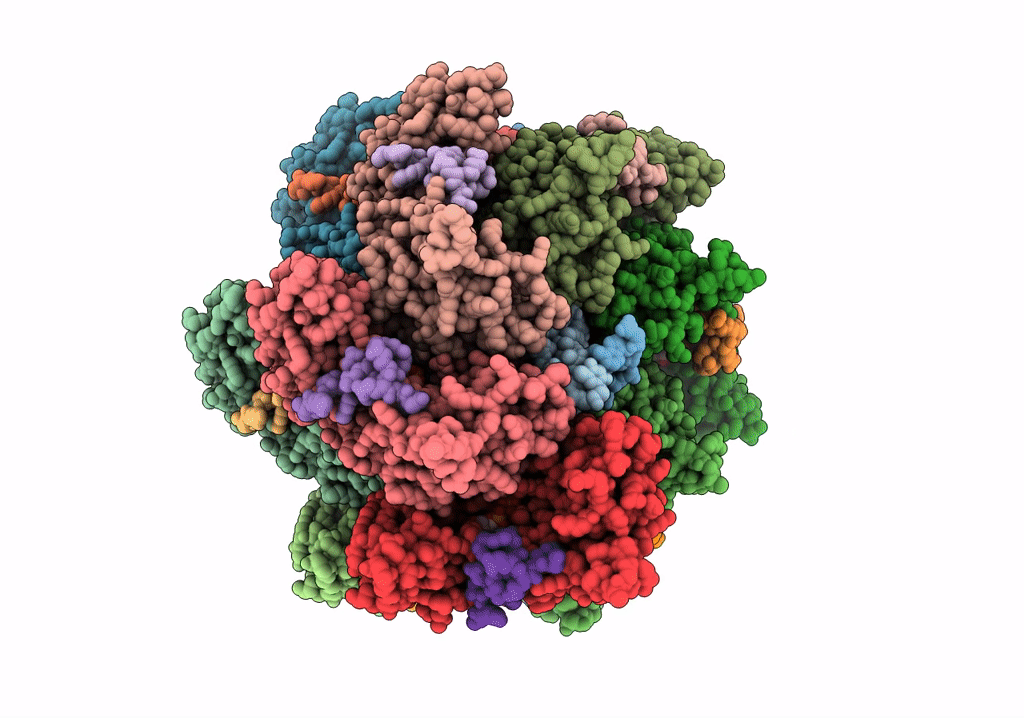 7SVV image