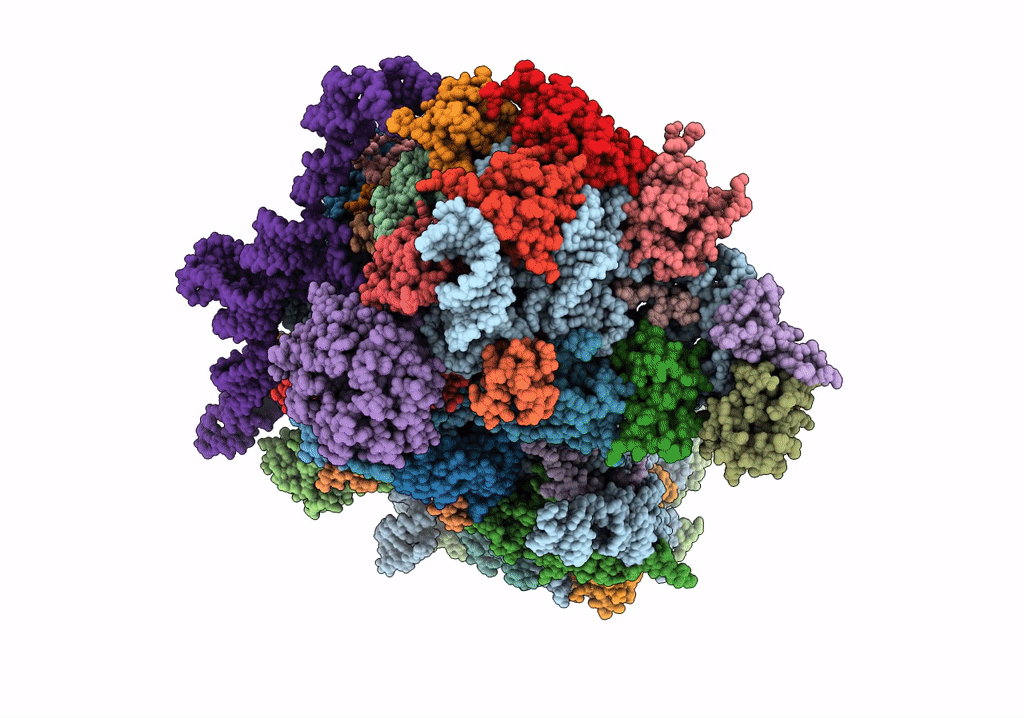 7SYP image