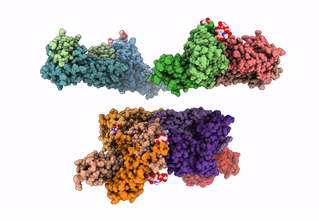 7T2D image