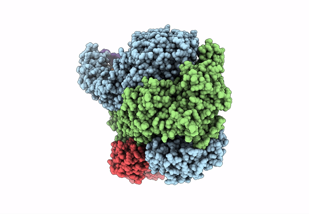8B1R image