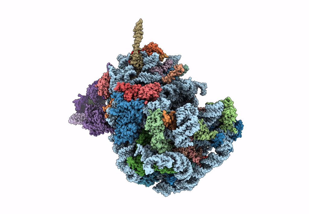 8B5L image