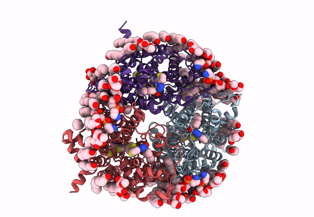 8BLP image