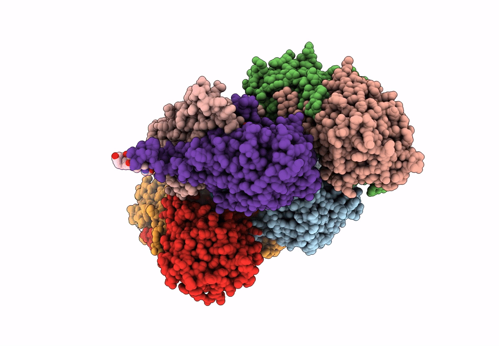 8BLS image