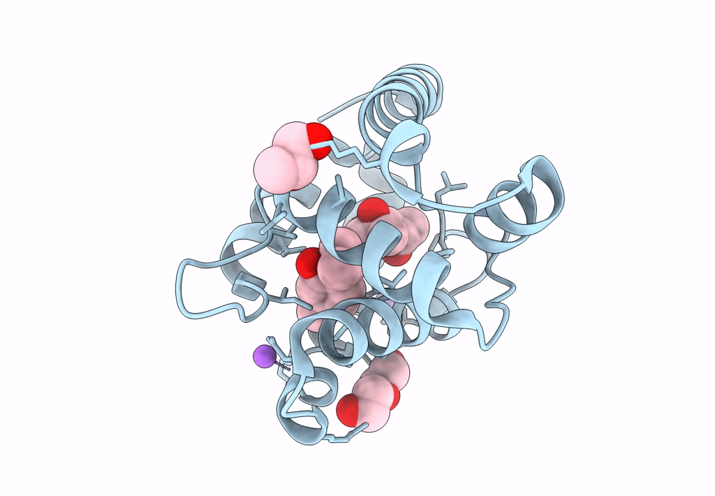 8BXV image
