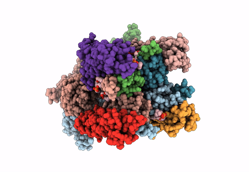 8C1Q image