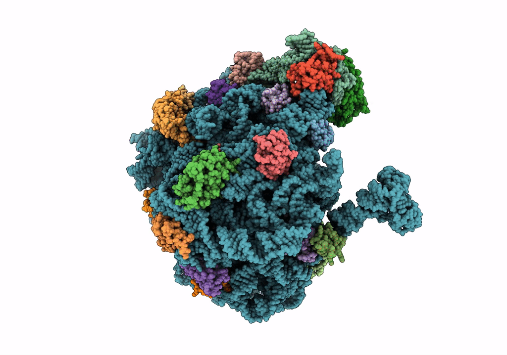 8C8X image