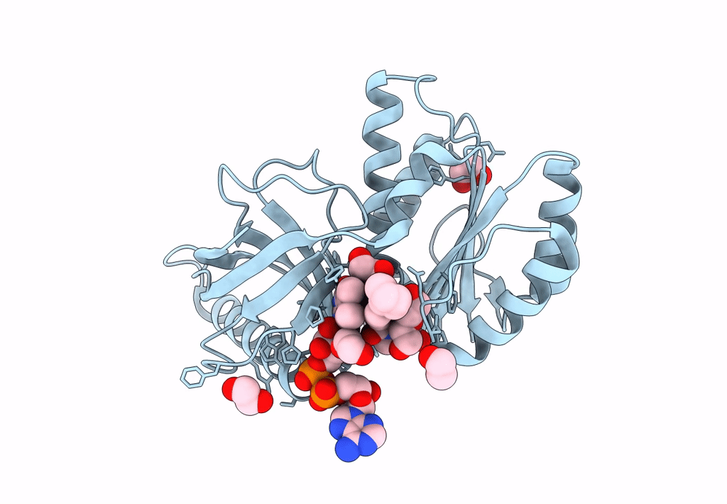 8CAO image