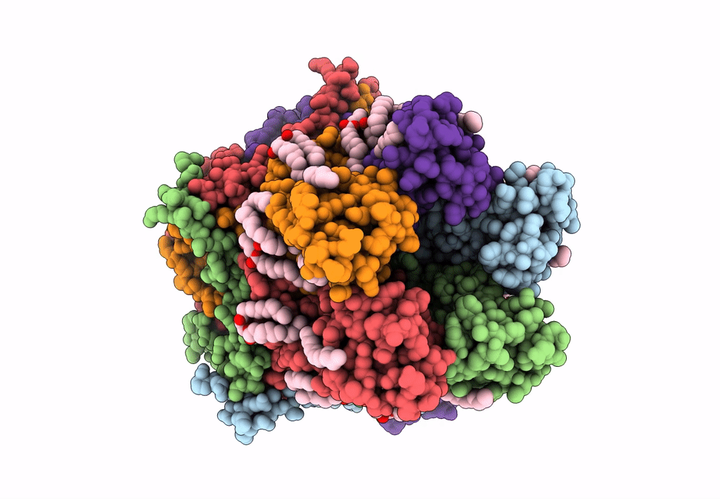 8D1K image