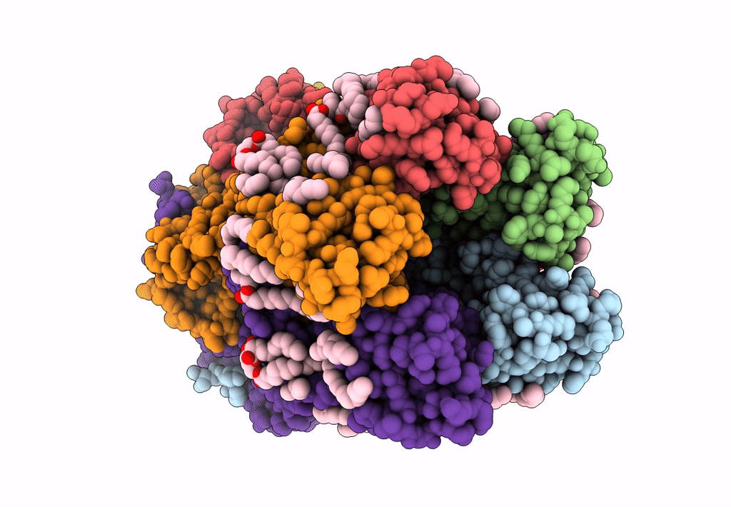 8D1O image