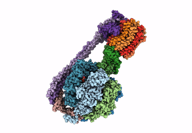 8DBP image