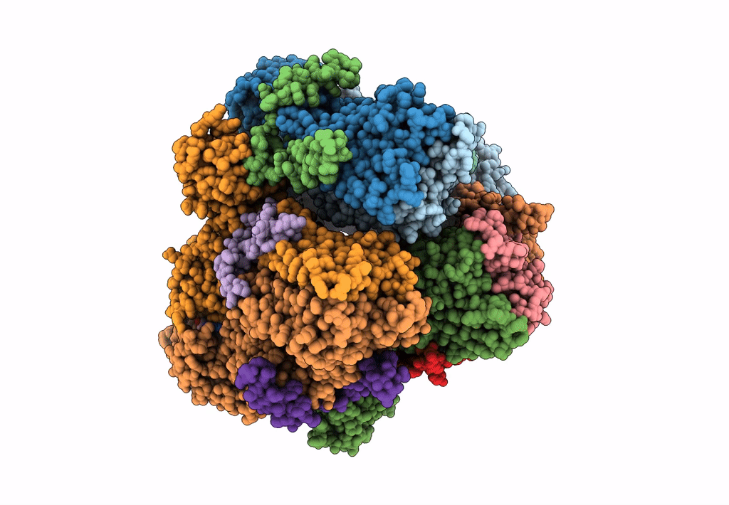 8DCK image