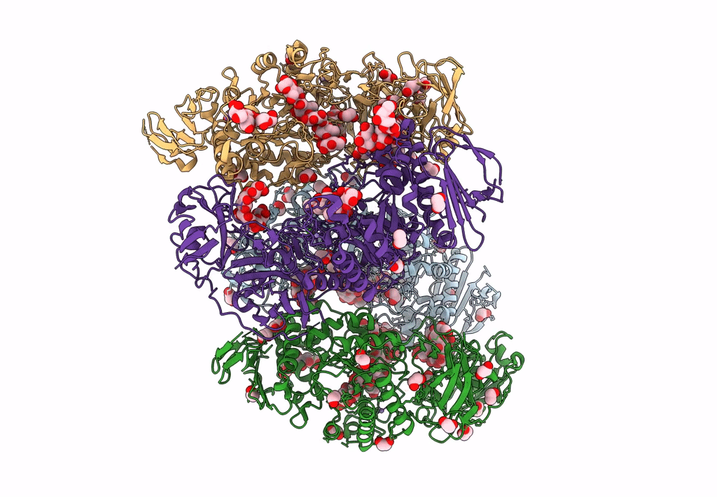 8DL1 image