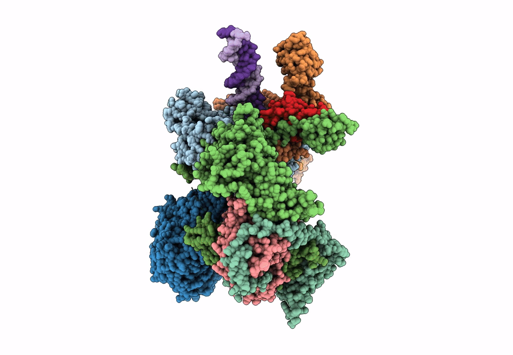 8EBV image