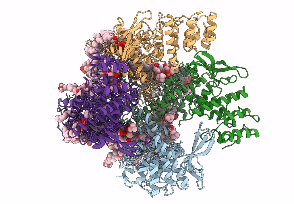 8GFA image