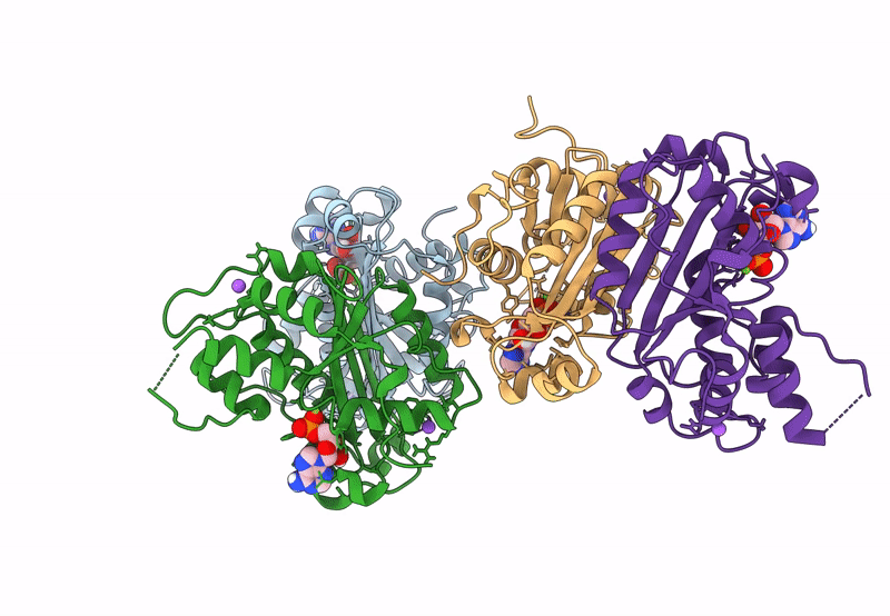 8HCC image