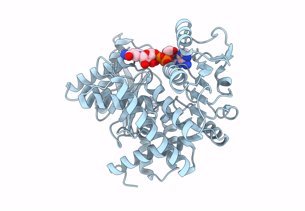 8HHO image