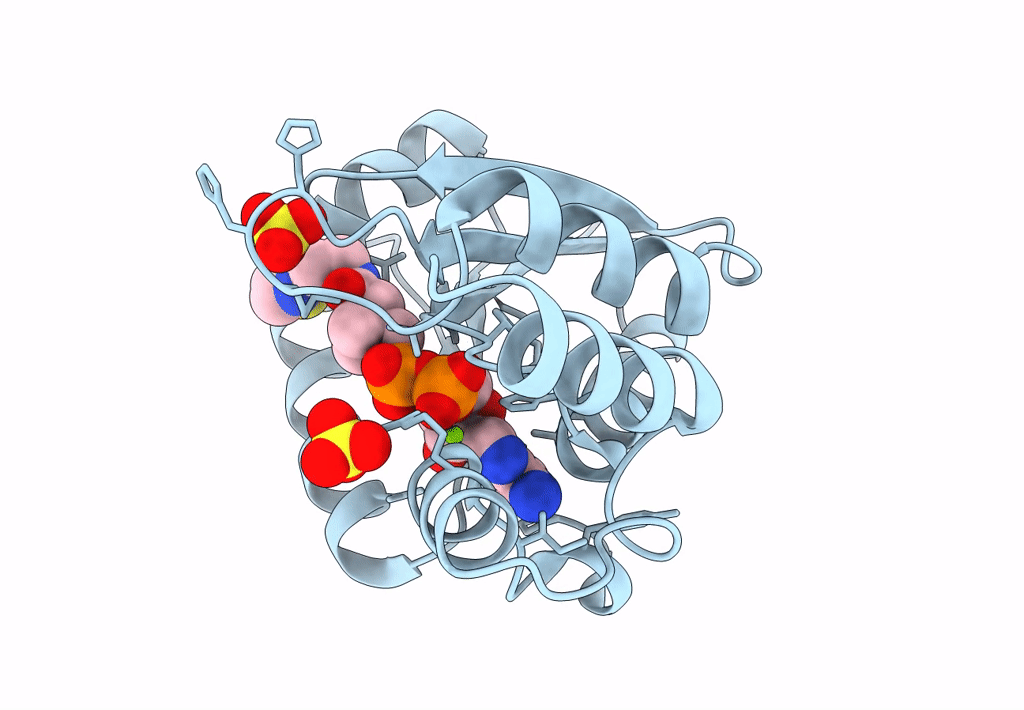 8I8P image
