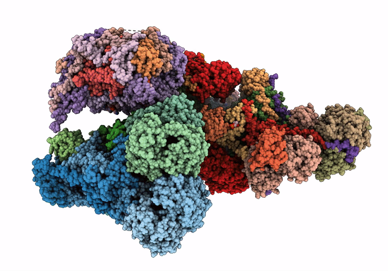 8IBD image