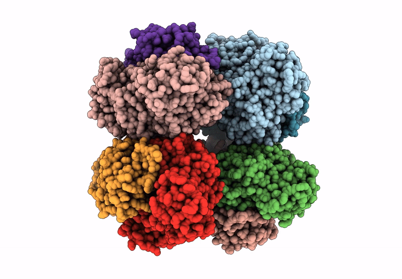 8IOL image
