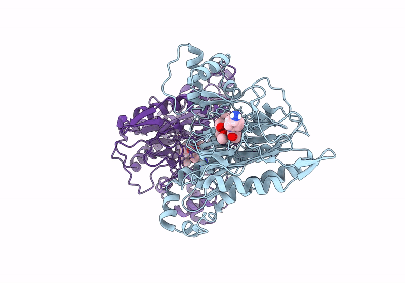 8OXG image